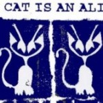 my cats is